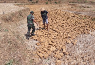 Dampak kekeringan di Pucakwangi