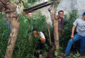 Anggota Dit Res Narkoba saat mengamankan tanaman ganja di pekarangan rumah tersangka