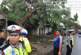 POHON TREMBESI ROBOH MENIMPA TIGA KIOS