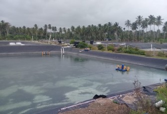 Tambak Udang Suka Rami