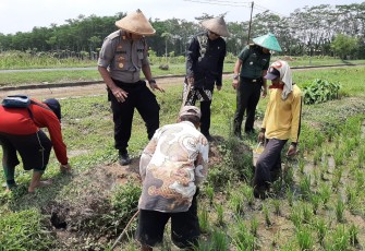 Muspika Bersama Petani Gropyok tikus di Persawahan Desa Gringsing