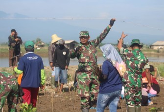 Penanaman mangrove kembali dilakukan di pantai Pangkalan
