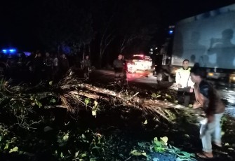 Anggota TNI-Polri Bersama warga lakukan evakuasi pohon tumbang