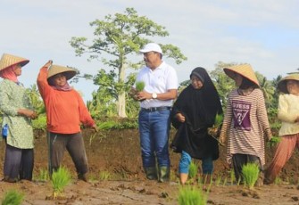 Bupati Mian Tanam Padi Bersama Petani