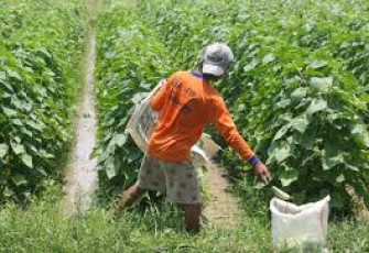 Petani Sayur di Batu Bara Mengeluh
