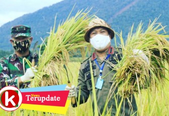 Dandim Kendari saat Panen Padi di sawah