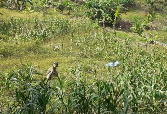 Melihat Tanaman Jagungnya Berbuah Lebat
