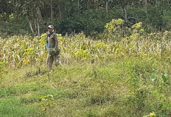 Persediaan Pakan Ternak DIpastikan Aman