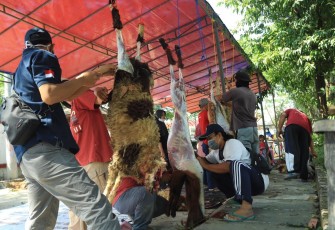Potong Hewan Qurban