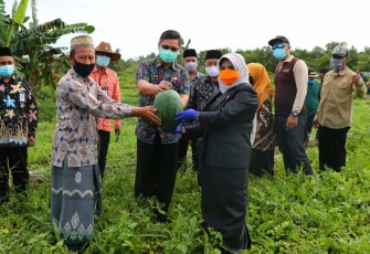Rahma Panen Raya Cabai dan Semangka di Ponpes Al Kautsar