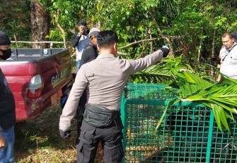 Anggota Polres Seluma Dampingi Tim BKSDA Bengkulu Amankan Beruang Madu Masuk Kerangkeng