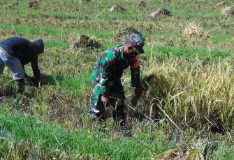 Babinsa Koramil 1310-05/Kauditan saat dampingi warganya panen padi