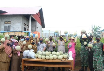 Polres Bengkulu Panen Raya Buah Melon di Kampung Berseri Dengan Masyarakat 