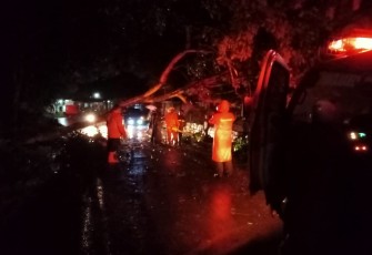 Pohon Rambutan di Pinggir Jalan Alternatif Limpung-Dlimas Masuk Dukuh Petamanan Desa Banyuputih Tumbang