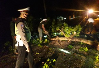 Hujan Deras Disertai Angin Kencang Akibatkan Pohon Tumbang Diruas Jalan Lintas Barat
