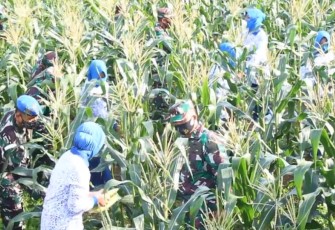 Danlanal Dabo Sigkep Letkol Laut (P) Didik Hermawan M Tr Opsla Ikut Panen Jagung