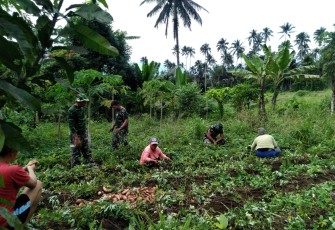 Tim satgas TMMD saat bantu warga panen hasil kebun
