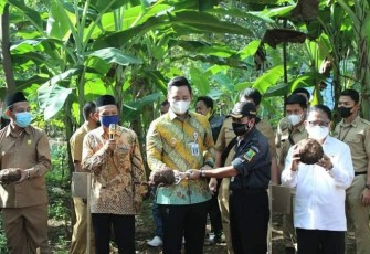 Bupati Kendal Dico M. Ganinduto  B.Sc hadiri panen Porang perdana di Desa Sidomakmur Kecamatan Kaliwungu Selatan pada hari Senin (14/6/2021)