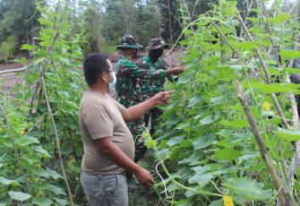 Anggota Satgas TMMD Bantu Warga Panen Timun