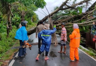 Cuaca Ekstrem, 7 Pohon Besar Tumbang Timpa Rumah Warga dan Tutup Akses Jalan