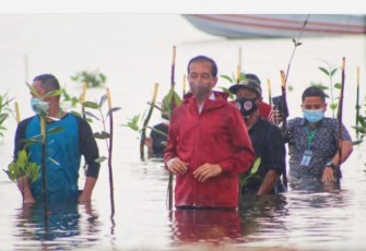 Presiden Republik Indonesia Joko Widodo Melakukan Penanam Pohon Mangrove Bersama Warga Setokok Batam