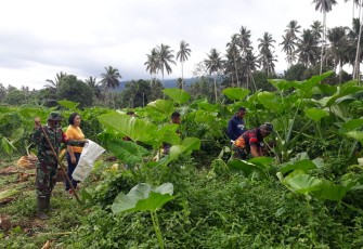 Dan SSK TMMD Lettu INF Jullen Tonny Kasiaheng bersama Personil Satgas bantu warga panen ubi talas/keladi