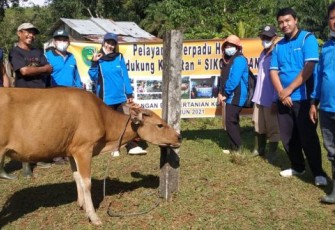 Dispangtan Berikan Pelayanan Hewan Terpadu untuk Ternak di Kota Bengkulu