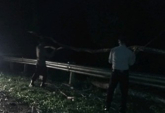 Polisi Bersama Warga Evakuasi Pohon Tumbang di Jalinbar Bengkulu-Padang