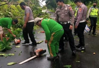 Tumbang, Pohon Dekat Taman Berkas Langsung Diangkut Tim DLH