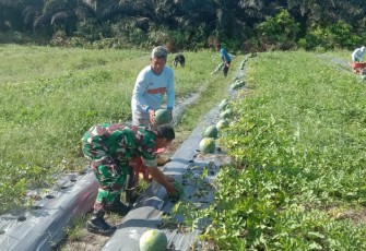 Komsos bersama petani semangka di wilayah desa binaan