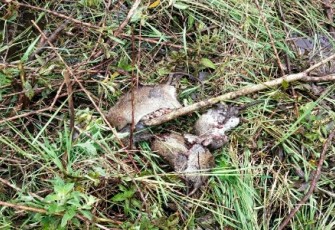 Petani Jorong Pulai Nagari Magek melakukan gotong-royong bersama basmi hama Tikus yang sudah meresahkan dan membuat sejumlah petani gagal panen.