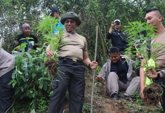 Wakapolda Bengkulu pasca Tinjau Lokasi Ladang Ganja di Sidang Dataran Rejang Lebong