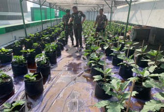 Kebun Sayuran di Atap Gedung Makostrad