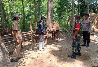 Pendampingan terhadap vaksinasi yang dilakukan oleh Dinas Ketahanan Pangan dan Peternakan (DKPP) dan Denkesyah terhadap hewan ternak. 