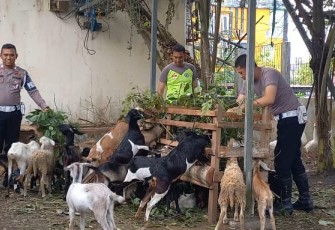 Bripka Ismanto saat perlihatkan ternak kambingnya