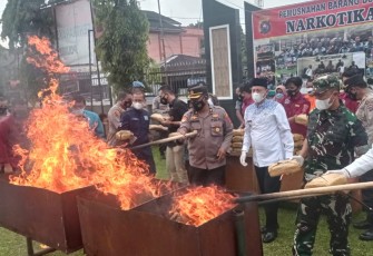 Pemusnahan puluhan paket ganja kering di Pasaman