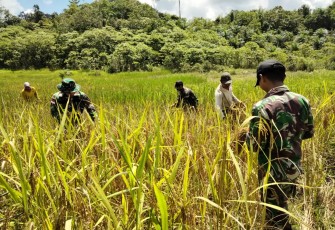 Jaga Ketahanan Pangan, Satgas Yonif 144/JY Panen Padi Darat