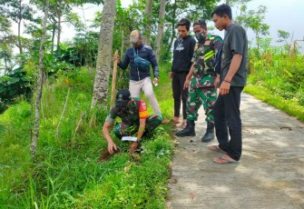 Penghijauan jalur pendakian Gunung Bismo