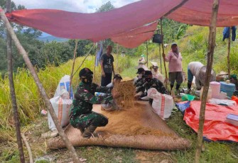 Satgas Perbatasan Bantu Pengumpulan Padi di Ladang Warga 