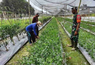 Sambangi Petani Seledri, Kopka Gampang Sampaikan Ini...!