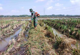 Semangat Babinsa Kedunggalar, Wujudkan Ketahanan Pangan Bantu Petani di Wilayah Binaan