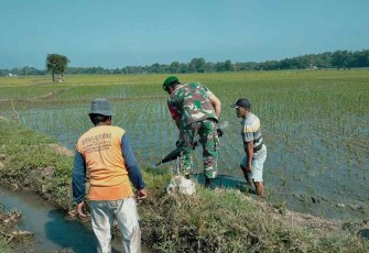 Babinsa Bringin Dengan Semangat Bantu Petani Mengatasi Serangan Hama Tikus