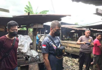 Cek Ketersediaan Bahan Baku Pakan Babi