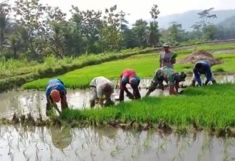 Babinsa terjun langsung dampingi petani tanam padi. Rabu (11/05/2022)