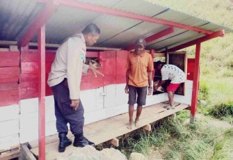 Pengecekan dan penyuluhan peternak babi milik Pena Tua di distrik Oksibil. Rabu (11/05/2022)