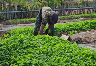 Panen bayam kebun barokah lanud Maimun Saleh