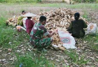 Sertu Muklison bersama petani Jagung di wilayah binaannya