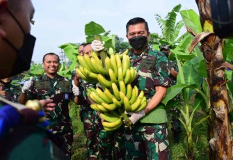 Danpuspenerbal saat panen perdana pisang Cavendish 