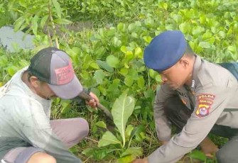 Penanaman pohon Ketapang di Pesisir Pantai Ketapang