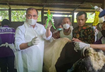 Dirjen PKH saat memberikan vaksinasi PMK hewan ternak di peternakan sapi perah dusun Tanjunganom Kabupaten Sidoarjo di 